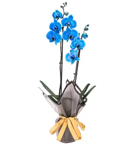 Premium 2 Dal Mavi Orkide Tasarım Çiçeği