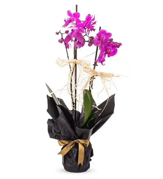 Siyah Dekoratif Kağıtta 2 Dal Mor Orkide Tasarım