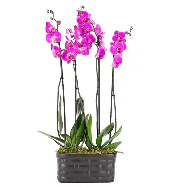 Mat Siyah Saksıda 4 Dal Pembe Orkide Tasarım