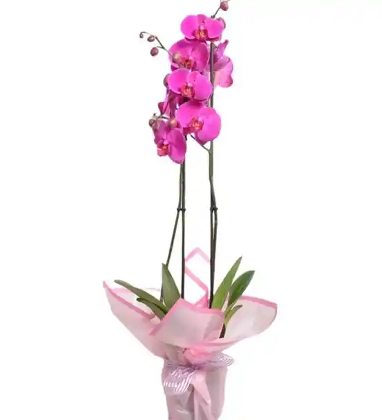 Çift Dallı Mor Orkide No.1
