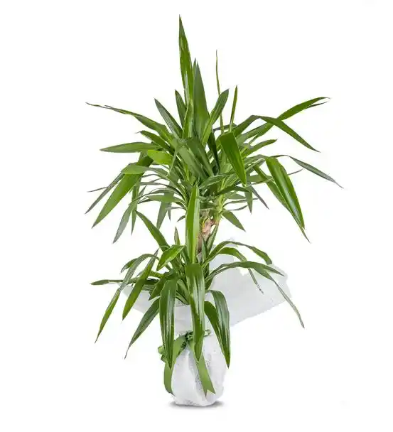 İkili Tropic Yucca Saksı Çiçeği 90cm